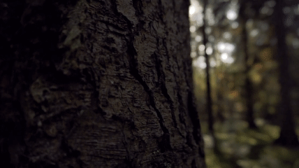 video of a forrest with rays of sunshine coming through between the trees